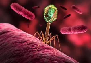 Fagi kontra superbakterie – przełom w leczeniu infekcji