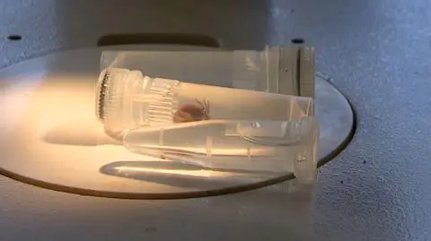 Jak reagować na ukąszenie kleszcza