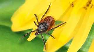 Zaczyna się na spacerze, a kończy na intensywnej terapii. Można się jednak zabezpieczyć