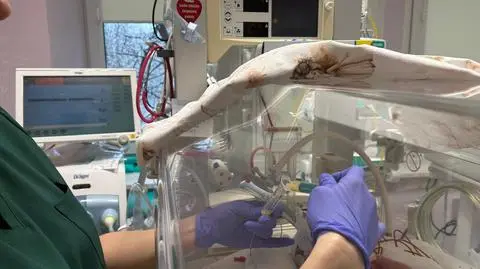 Wzmacniacz mleka matki