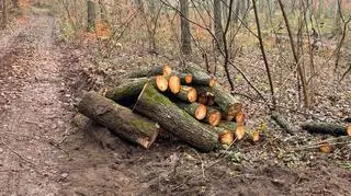 Drewno przygotowane do wywiezienia