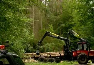 Wciąż bez rozstrzygnięcia na temat przyszłości Puszczy Białowieskiej. Rok poślizgu