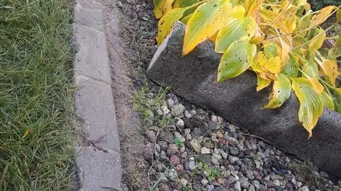 Oddzielił kostkami klomby z kwiatami od trawnika 