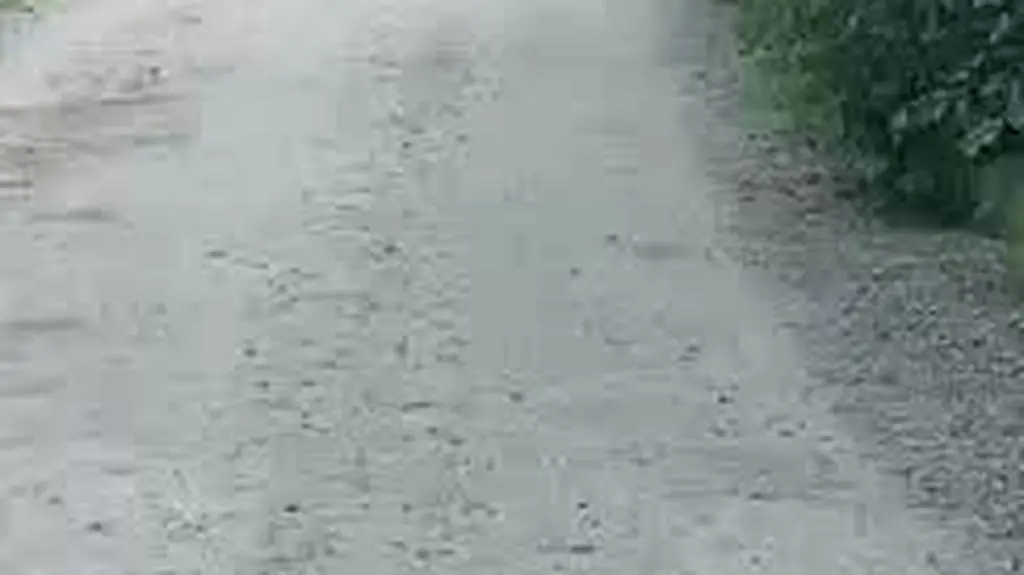 Niedźwiedź był widziany w kilku miejscach w Sanoku 