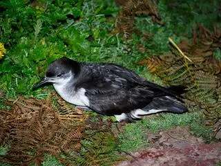 Burzyk północny (Puffinus puffinus) 