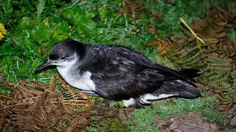 Burzyk północny (Puffinus puffinus) 