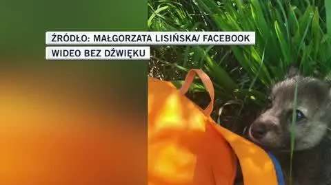 slideshow gosia