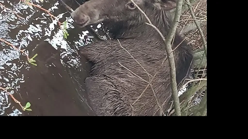 Psy ścigały łosia