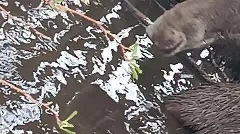 Psy ścigały łosia