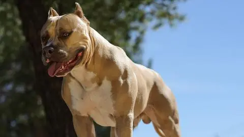 Pitbulterier zaatakował 12-latka, chłopiec zmarł. Pies zostanie uśpiony