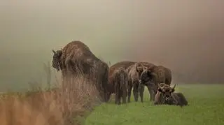 Żubry w obiektywie Reportera24