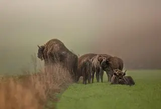 Żubry w obiektywie Reportera24