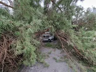 Drzewo przygniotło bmw