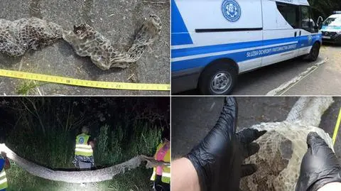 Pięciometrowa skóra węża znaleziona nad Wisłą. Służby szukają gada