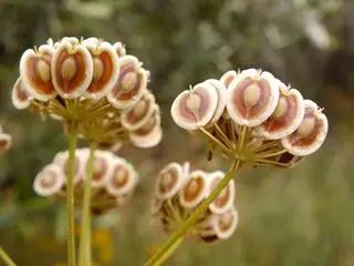 Łoczydło apulijskie (Thapsia garganica)