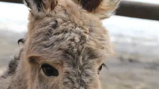 Gracja przyszła na świat 7 kwietnia 