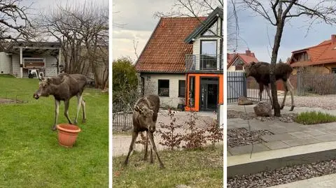 Łoś pojawił się w Mikołajkach