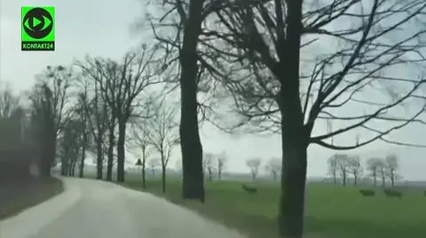 Jelenie przebiegały przez drogę. Było majestatycznie