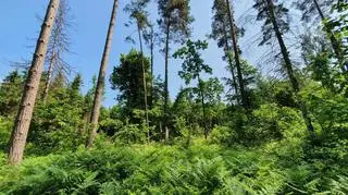 W tym miejscu, zgodnie z planem zadań ochronnych dla obszaru Natura 2000, w miejsce świerków i sosen posadzone zostanie młode pokolenie dębu