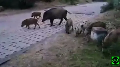 Łaciaty warchlak. "Wszystkie młode były brązowe i w paski, a tu nagle jeden taki"