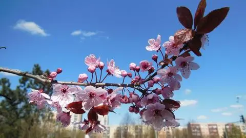 Pogoda na dziś: miejscami zagrzmi, od 11 do 20 stopni