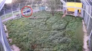 Kierowca jeździł po alejkach w zoo