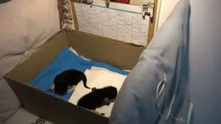 Dwa małe kocięta przeżyły dzięki ratunkowi ze strony pani Klaudii