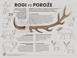 Rogi a poroże. Jakie są różnice?