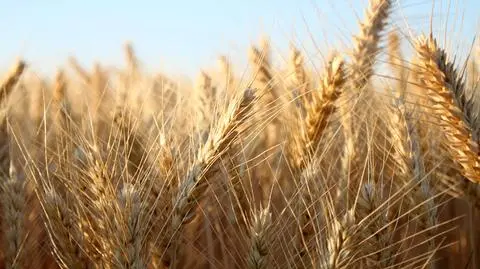 Naukowcy mają sposób, by mięso in vitro było tańsze w produkcji – kluczem ma być jęczmień