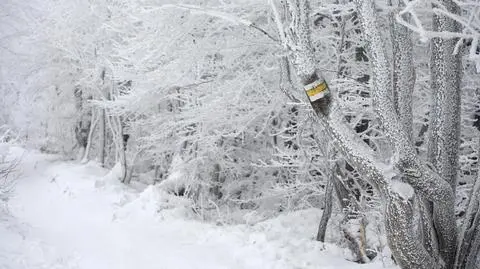 śnieg _1237185592