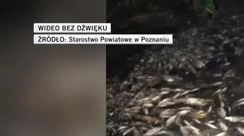 Śnięte ryby w jeziorze Niepruszewskim