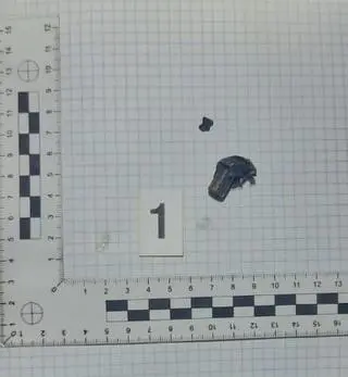 W ciele żubra znaleziono pocisk z broni myśliwskiej