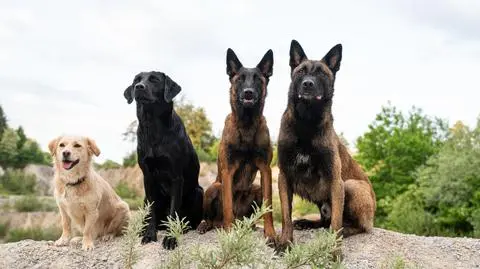 Najmądrzejszy pies świata. Testy smartDOG wskazały najinteligentniejszą rasę  