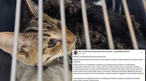 W mieszkaniu prócz martwego mężczyzny znaleziono także koty