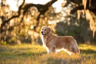 Golden retriever - zdjęcie poglądowe