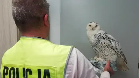 Wśród zabezpieczonych okazów znalazły się między innymi sowa śnieżna, pszczołojad i sójka