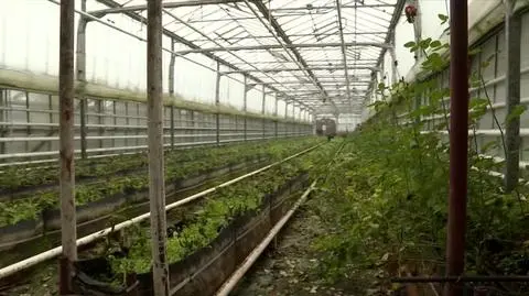 PAN TULIPAN 2