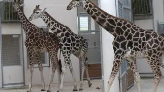 "Zawsze tu czegoś brakowało – żyraf"