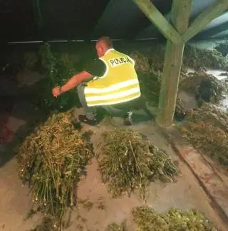 Plantacja liczyła ponad dwa tysiące krzewów