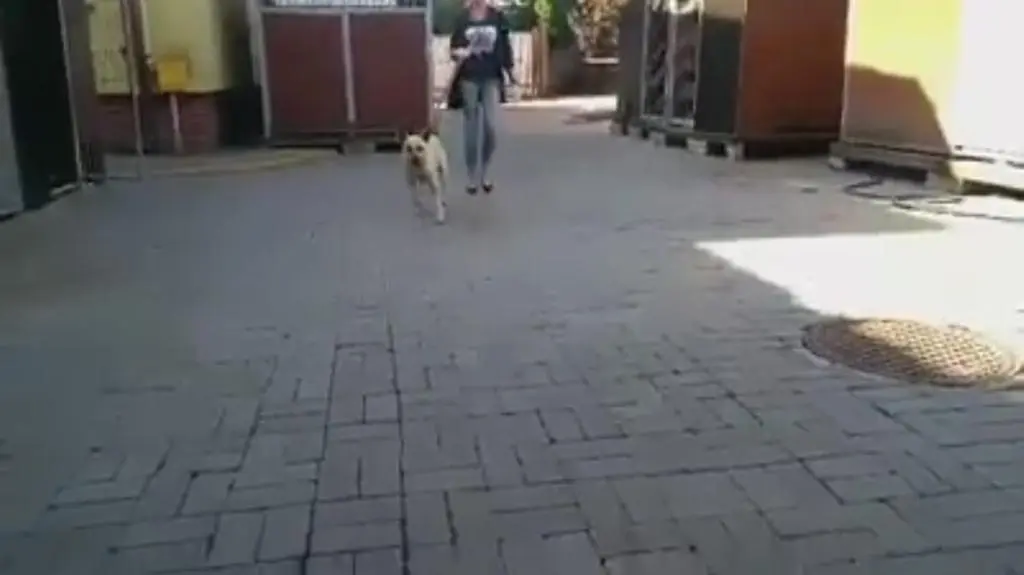 Trwa poszukiwanie właściciela