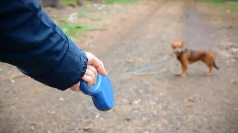 Podatek od psa jest obowiązkowy? Ile wynosi?