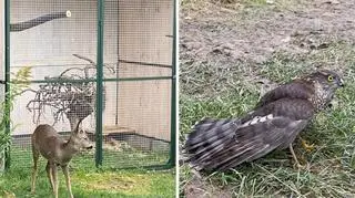 Koziołek, myszołów i krogulec padły w sylwestra. Jest orzeczenie sądu 