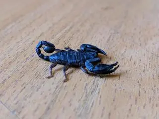 Ten gatunek skorpiona to przedstawiciel rodzaju Euscorpius