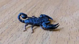 The scorpion belongs to the Euscorpius genus, commonly called small wood-scorpions