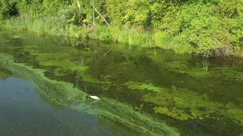 Dla tego ptaka to posiłek, ale także śmiertelne niebezpieczeństwo. Śnięte ryby w jeziorze Bajkał