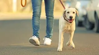 Leptospiroza może zaatakować zarówno psy, jak i ludzi