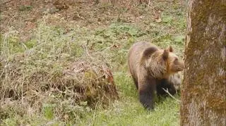Niedźwiedzie przechodzą przez drogę