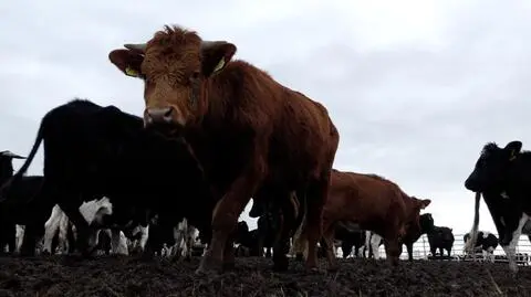 Transport krów ma potrwać kilka dni
