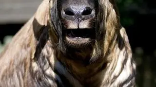 Takin nie obawia się chłodu