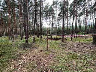 Zapadlisko w Nadleśnictwie Olkusz